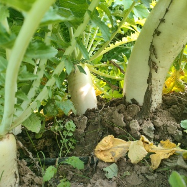 腌制萝卜萝卜咸菜白萝卜皮白萝卜碎白萝卜咸菜