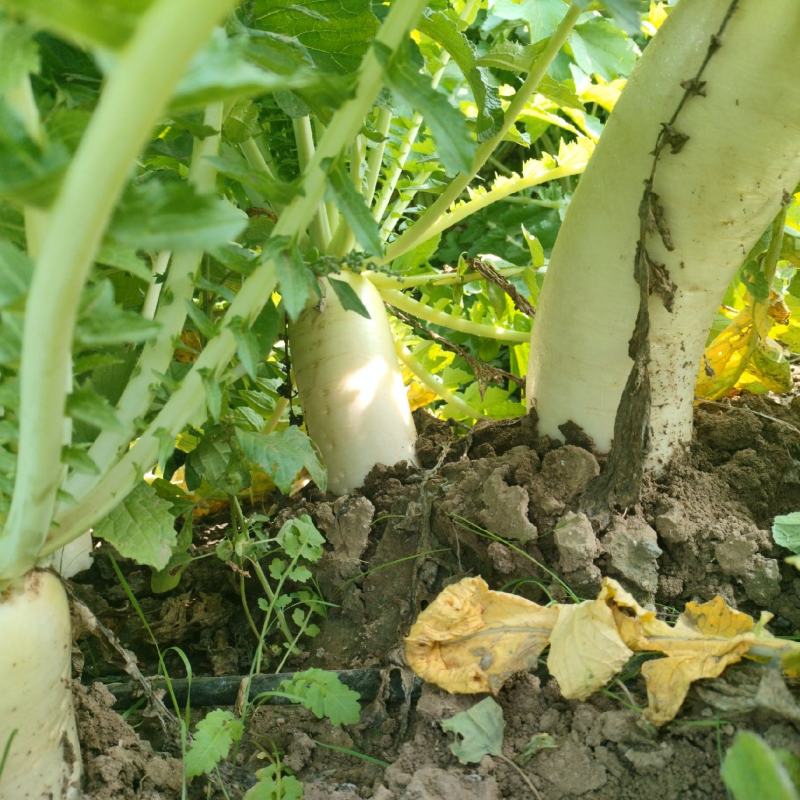 腌制萝卜萝卜咸菜白萝卜皮白萝卜碎白萝卜咸菜