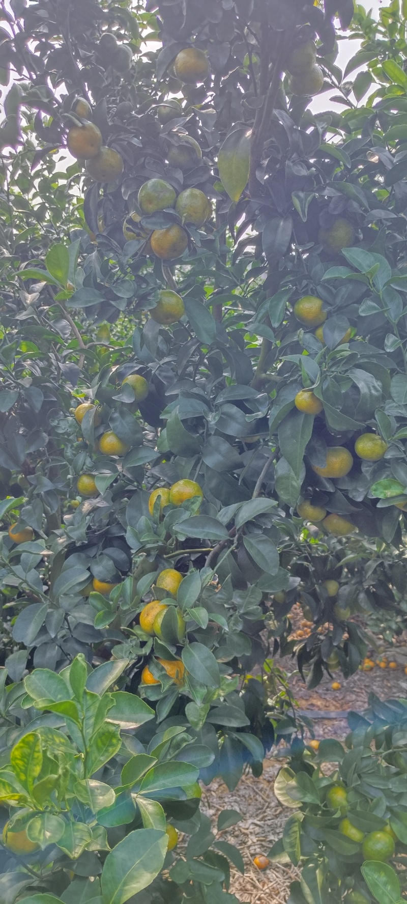 广西砂糖橘云南砂糖橘西林砂糖橘