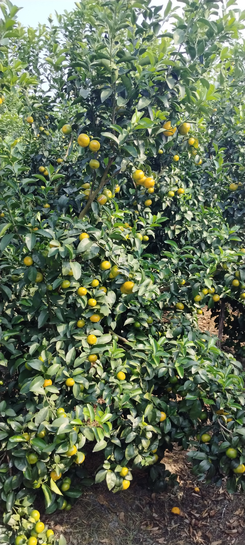 广西砂糖橘云南砂糖橘西林砂糖橘