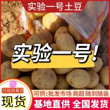实验一号土豆内蒙土豆大量现货供应欢迎来电咨询最新价