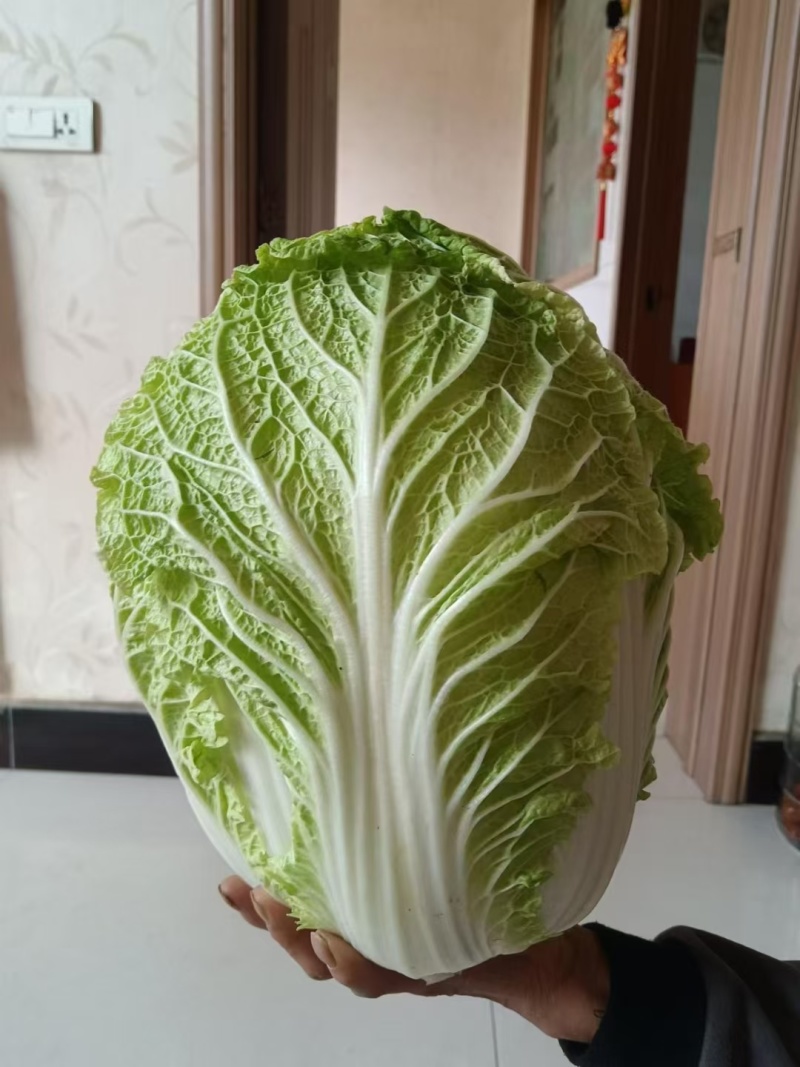 黄心白菜大量现货，欢迎光临市场批发商