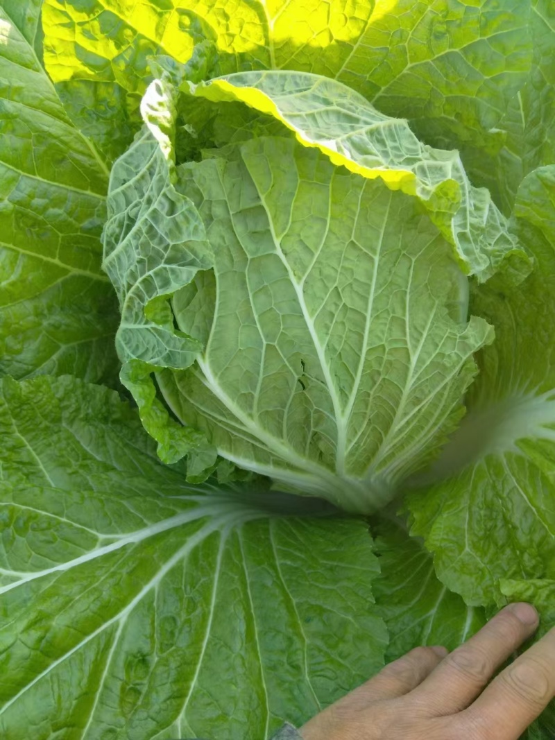 黄心白菜大量现货，欢迎光临市场批发商