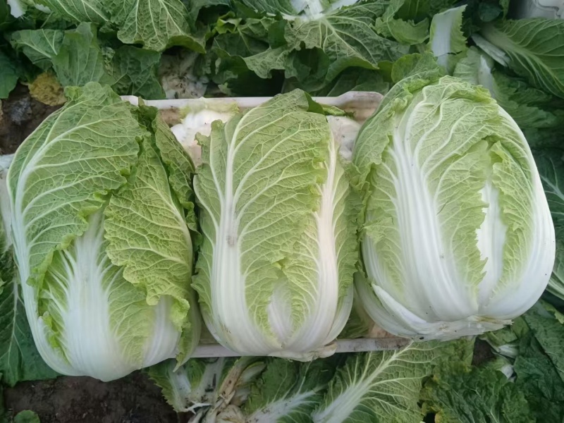 黄心白菜大量现货，欢迎光临市场批发商