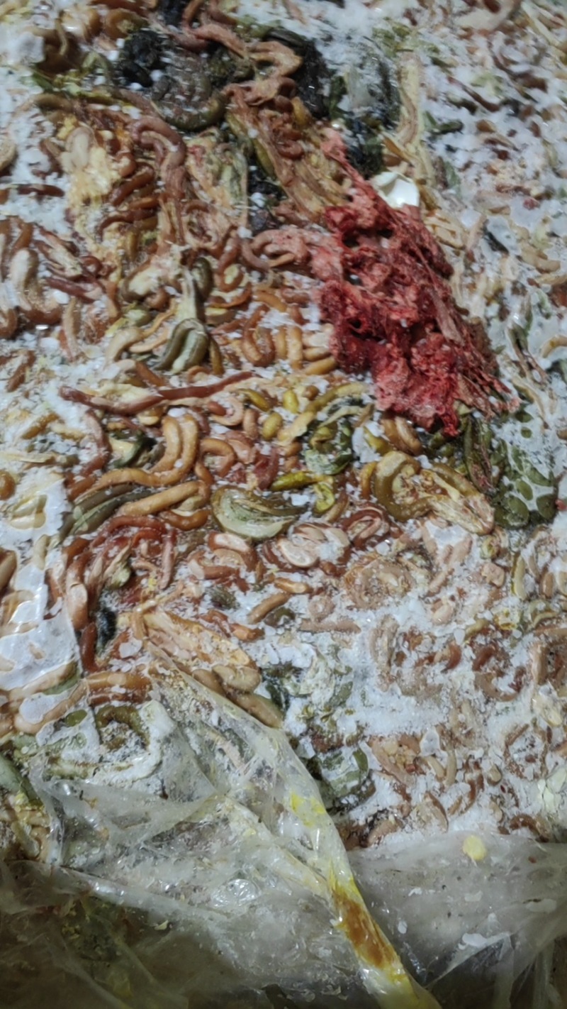 鸭肠