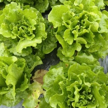 绿色生菜，意大利生菜
