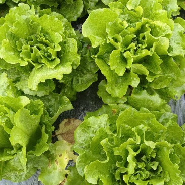 绿色生菜，意大利生菜