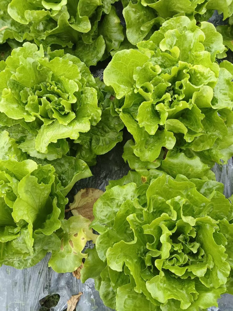 绿色生菜，意大利生菜
