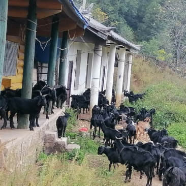 生态️黑山羊繁殖场