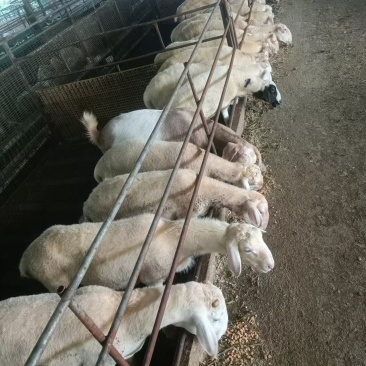 胡羊羊苗