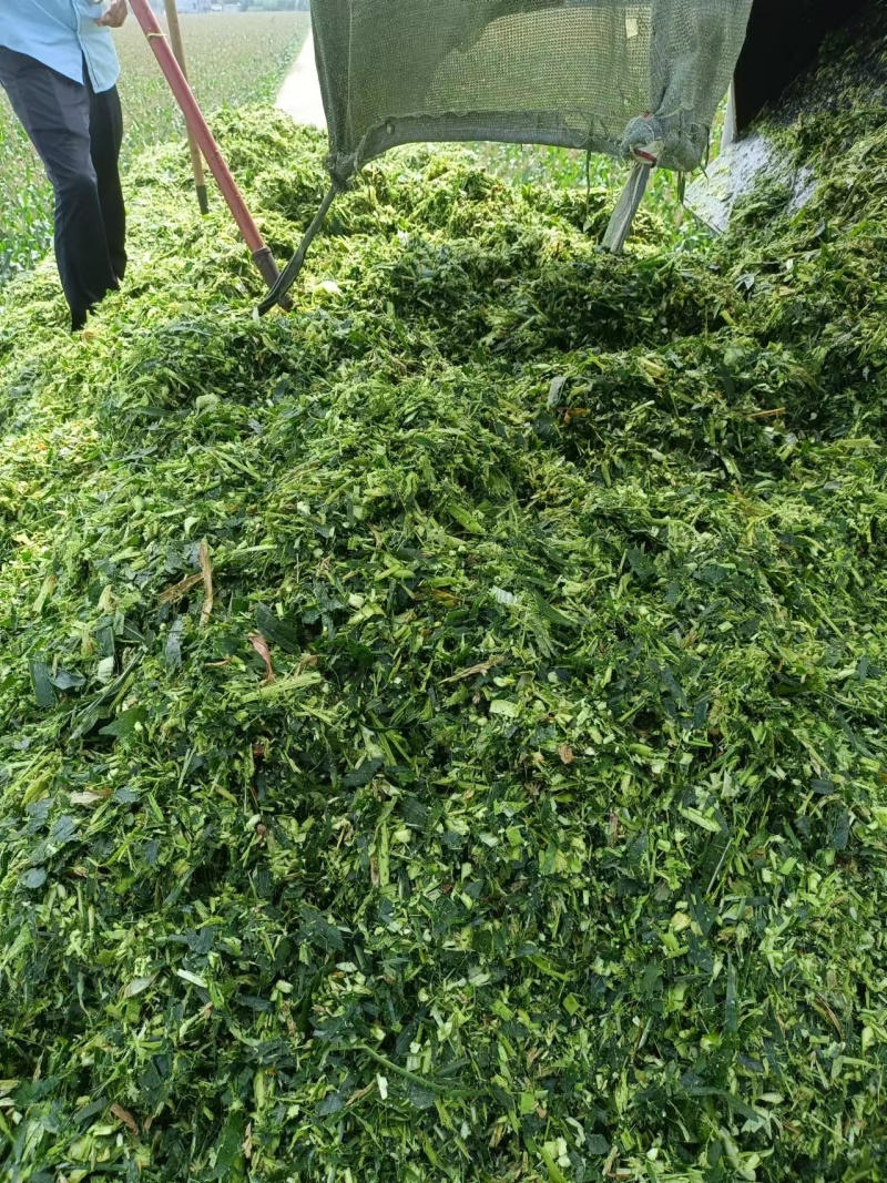 玉米杆