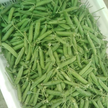豌豆