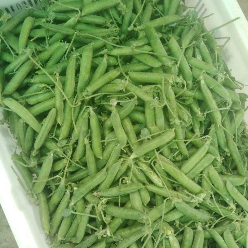 豌豆