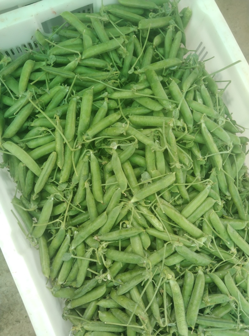 豌豆