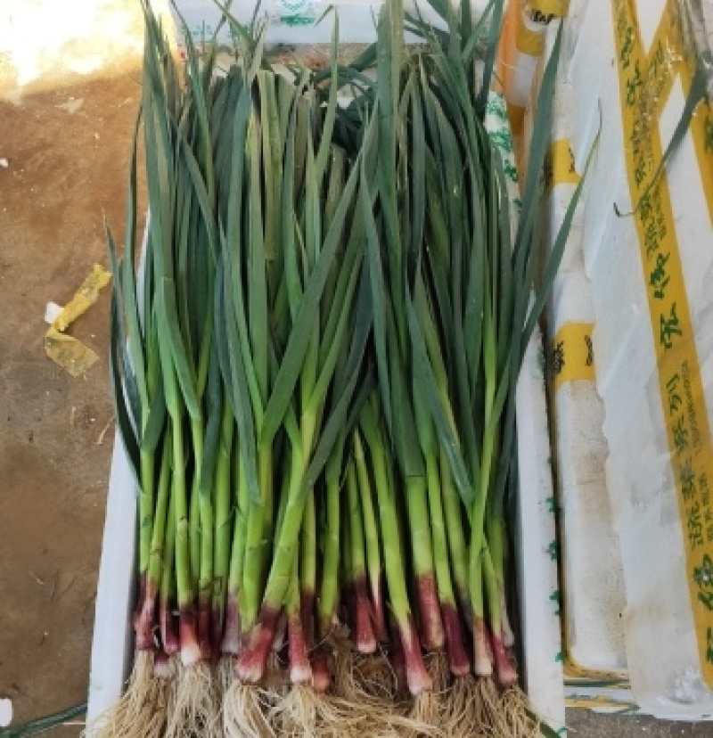 【推荐】湖北蒜苗一手货源供应市场商超电商量大价优
