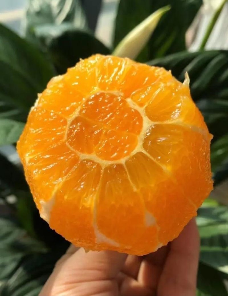 【推荐】湖北纽荷尔脐橙甜蜜多汁供应市场商超电商量大价优