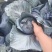 河北精品紫甘蓝，基地现货新鲜供应，量大从优欢迎来电洽谈