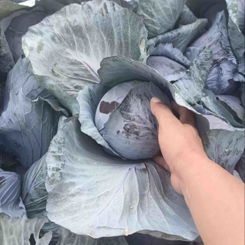河北精品紫甘蓝，基地现货新鲜供应，量大从优欢迎来电洽谈