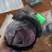 河北精品紫甘蓝，基地现货新鲜供应，量大从优欢迎来电洽谈