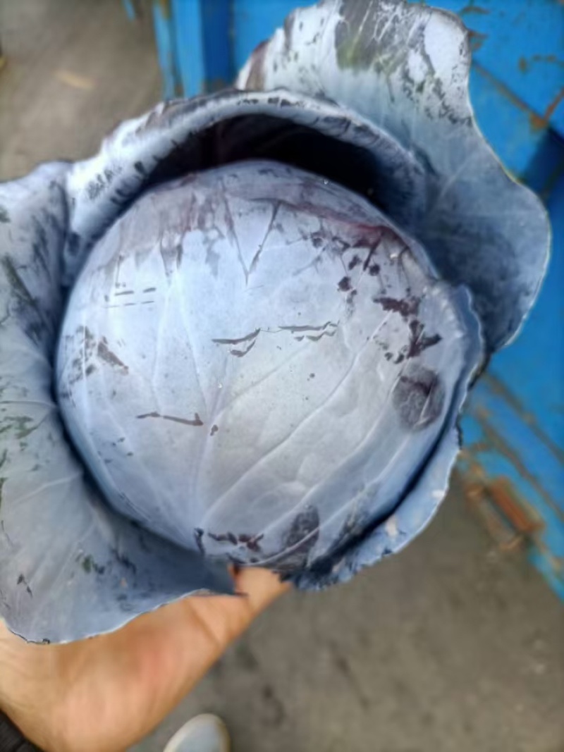 河北精品紫甘蓝，基地现货新鲜供应，量大从优欢迎来电洽谈