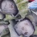 河北精品紫甘蓝，基地现货新鲜供应，量大从优欢迎来电洽谈