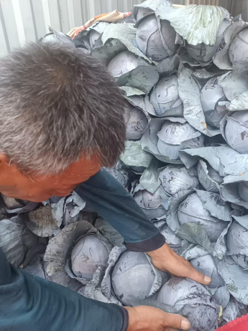 河北精品紫甘蓝，基地现货新鲜供应，量大从优欢迎来电洽谈