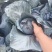 河北精品紫甘蓝，基地现货新鲜供应，量大从优欢迎来电洽谈