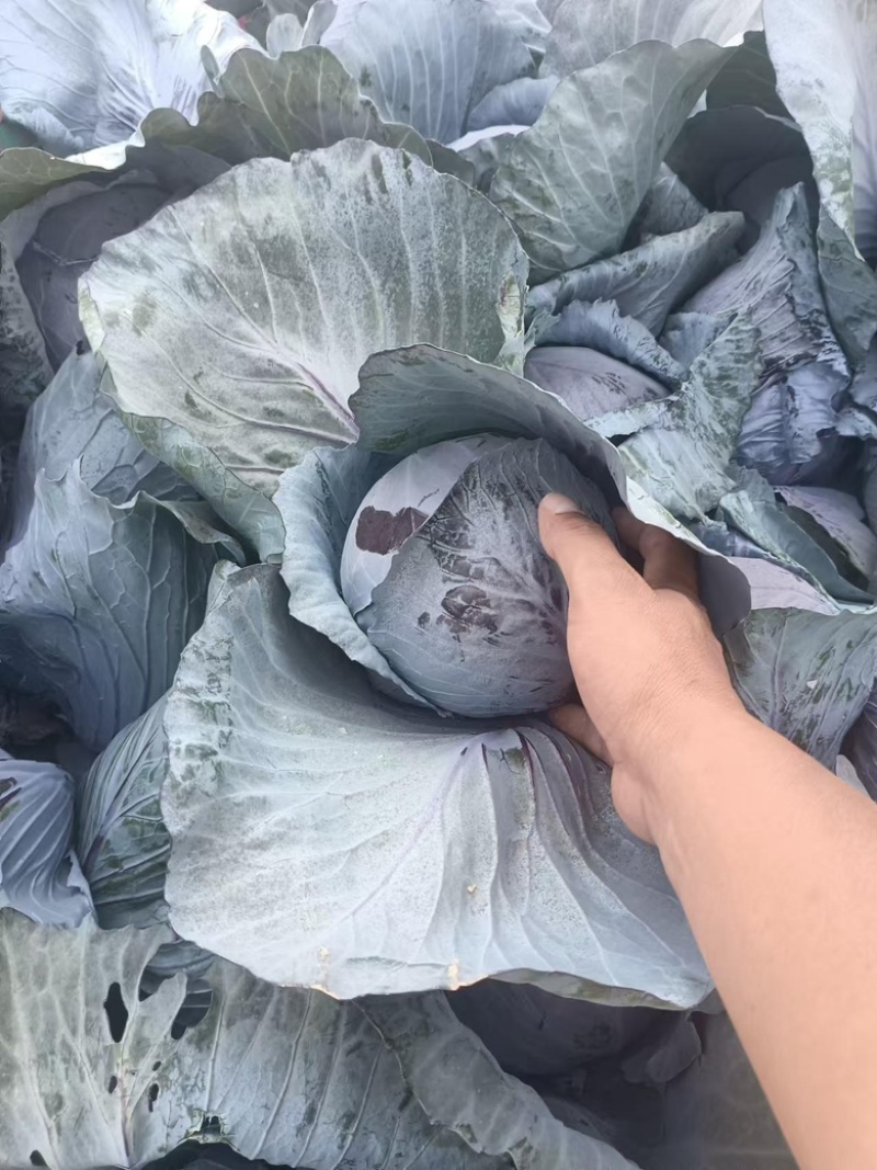 河北精品紫甘蓝，基地现货新鲜供应，量大从优欢迎来电洽谈