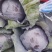 河北精品紫甘蓝，基地现货新鲜供应，量大从优欢迎来电洽谈