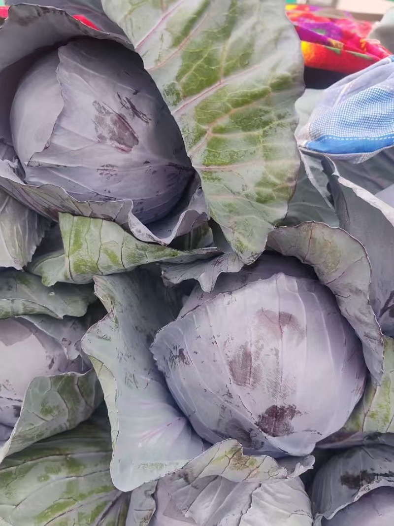 河北精品紫甘蓝，基地现货新鲜供应，量大从优欢迎来电洽谈