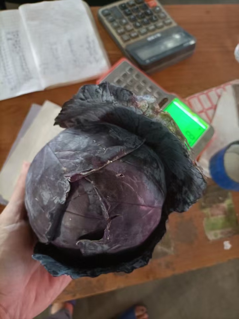 河北精品紫甘蓝，基地现货新鲜供应，量大从优欢迎来电洽谈
