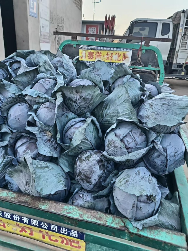 河北精品紫甘蓝，基地现货新鲜供应，量大从优欢迎来电洽谈