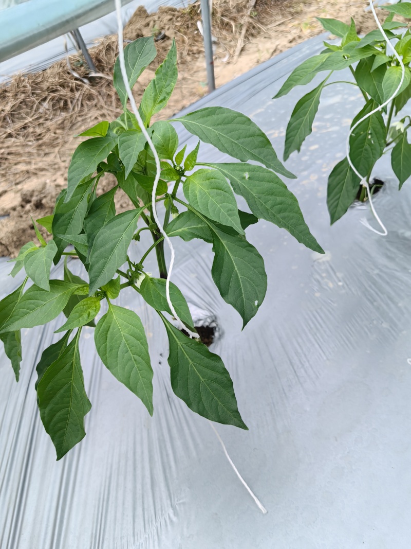 螺丝椒线椒泡椒马上上市货源充足质量保证