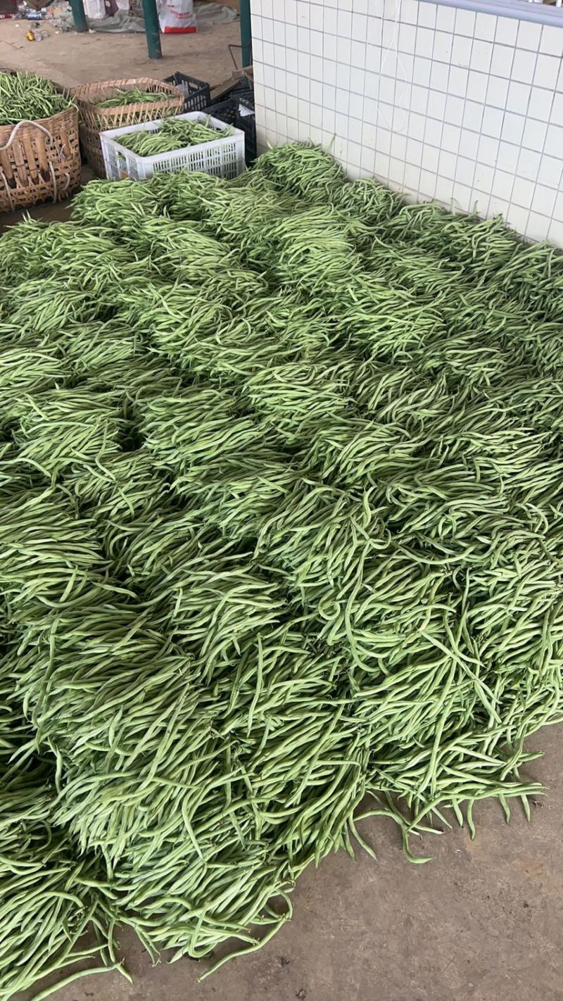 四川四季豆无筋豆上市一手货源对接各种渠道，欢迎咨询