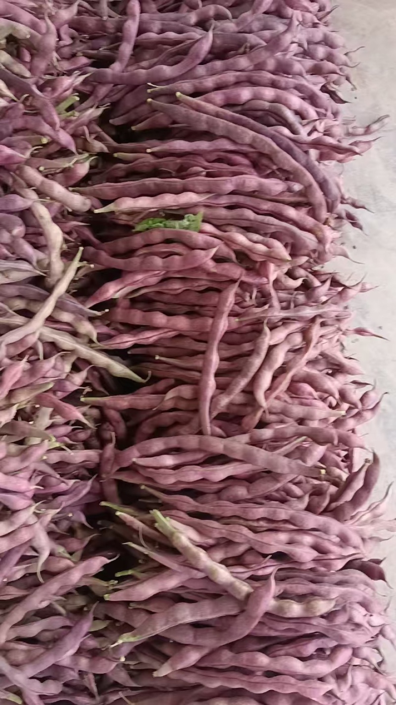 四川四季豆无筋豆上市一手货源对接各种渠道，欢迎咨询