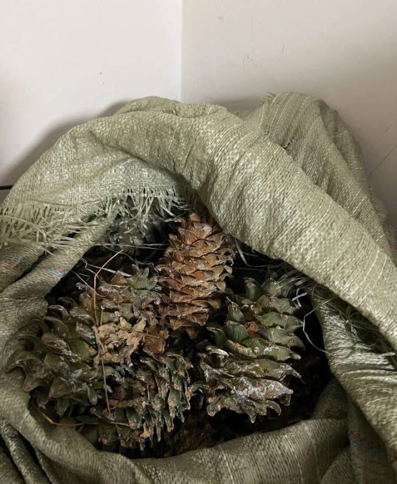 松子炒熟开口东北松子包邮批发到家好吃不贵