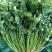 大量供应香菜、大白菜等农副产品，冷库设备代收代发各地！