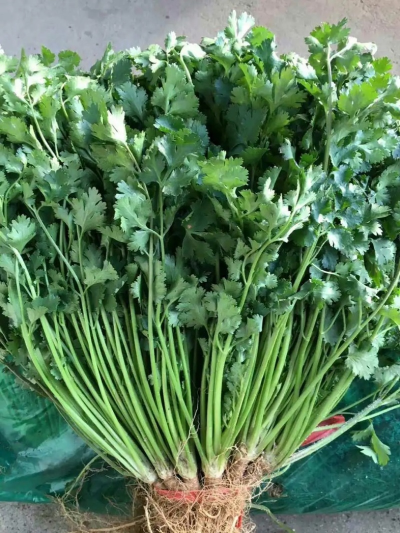 大量供应香菜、大白菜等农副产品，冷库设备代收代发各地！