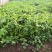 大量供应香菜、大白菜等农副产品，冷库设备代收代发各地！