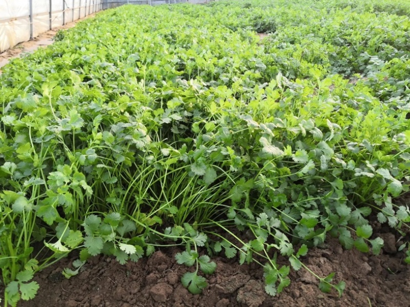 大量供应香菜、大白菜等农副产品，冷库设备代收代发各地！