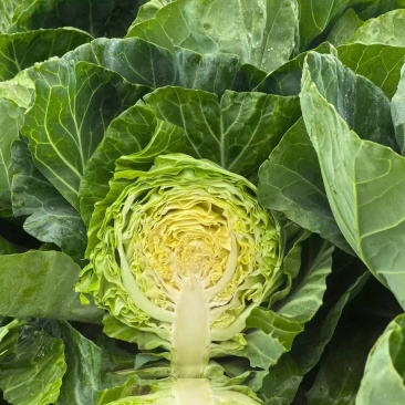 甘蓝苗