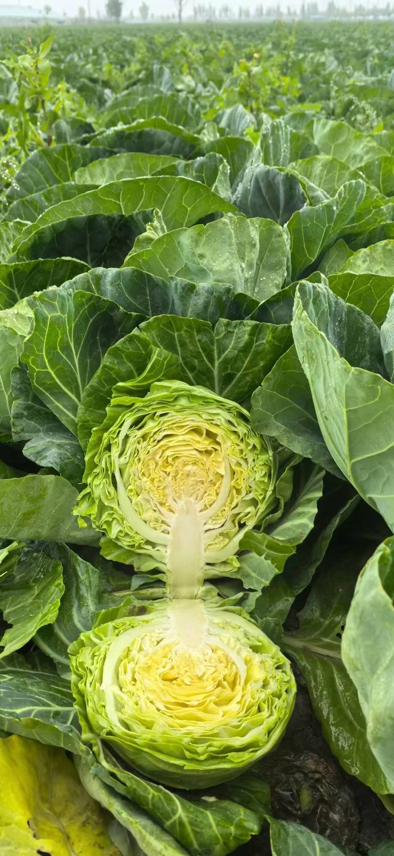 甘蓝苗