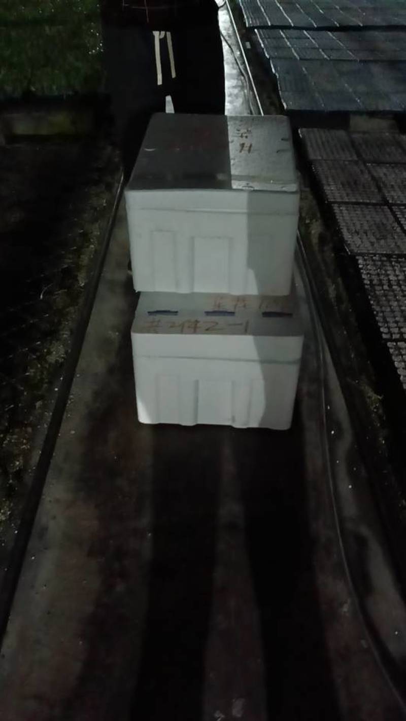 甘蓝苗