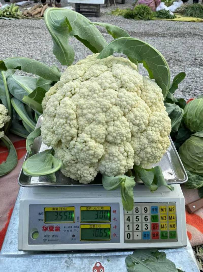 有机花苗