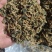 精品梅干菜货源充足量大从优质量保证欢迎咨询