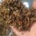 精品梅干菜货源充足量大从优质量保证欢迎咨询