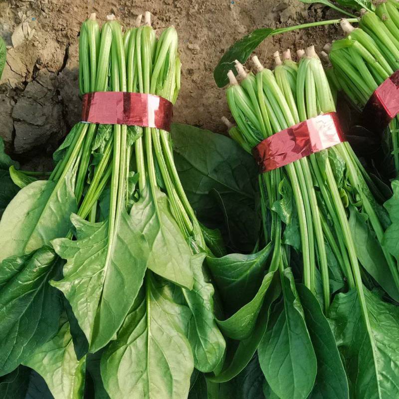大叶菠菜规格齐全。做工精细产地直发物美价廉