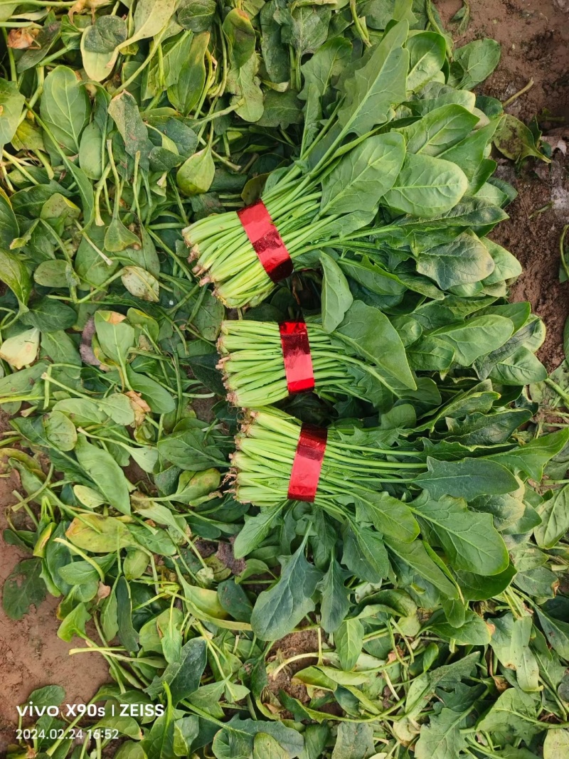 大叶菠菜规格齐全。做工精细产地直发物美价廉