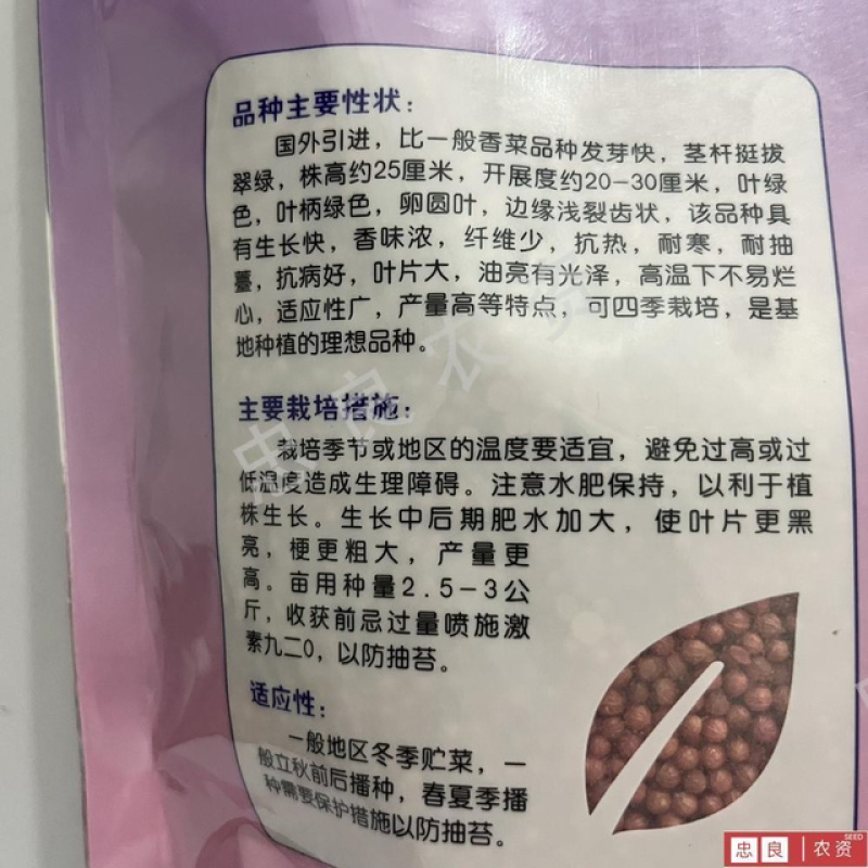铁杆香菜种子，耐捆扎无筋口感甜
