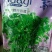 铁杆香菜种子，耐捆扎无筋口感甜